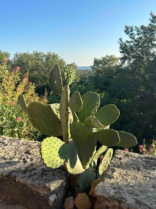 Sous Le « Figuier » Βίλα Cornillon-Confoux Εξωτερικό φωτογραφία
